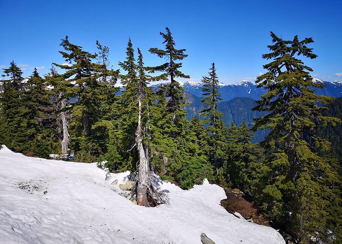 Grouse Mountain photo