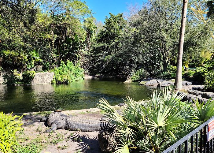 Busch Gardens Tampa Bay photo