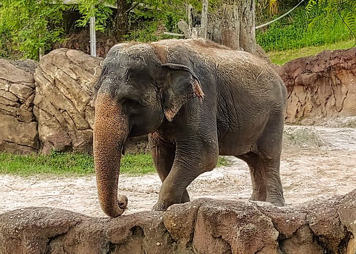 Busch Gardens Tampa Bay photo