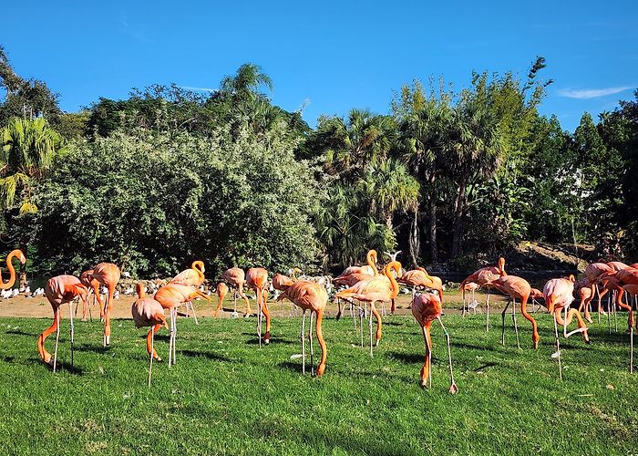 Busch Gardens Tampa Bay photo