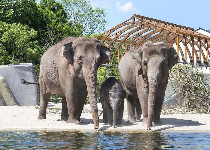 Artis Amsterdam Royal Zoo photo