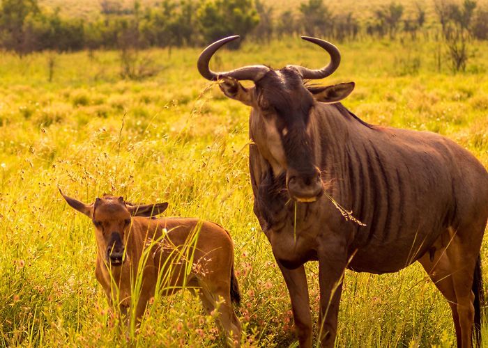 Pilanesberg National Park photo