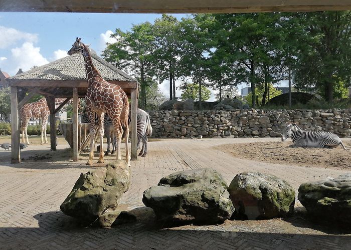 Artis Amsterdam Royal Zoo photo