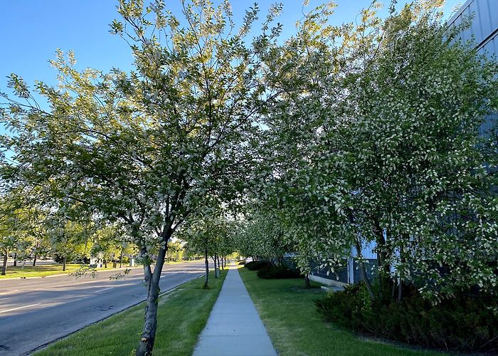 South Edmonton Common photo