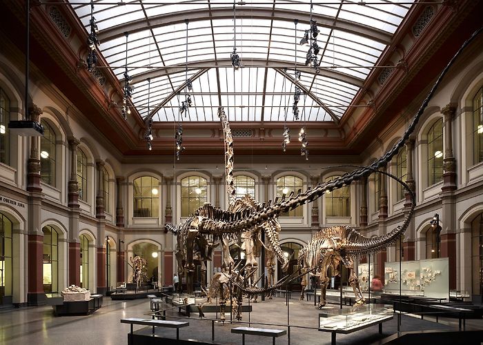 Natural History Museum Diener & Diener Architekten · The Museum of Natural History · Divisare photo