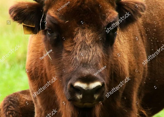 Wildpark Leipzig Amazing Big Wisent Wildpark Leipzig Stock Photo 1845337642 ... photo