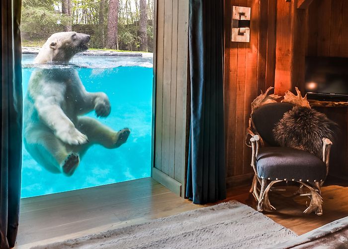 Zoo de La Fleche SAFARI LOZOO DE LA FLÈCHE (La Flèche) | Loir Valley Tourism photo