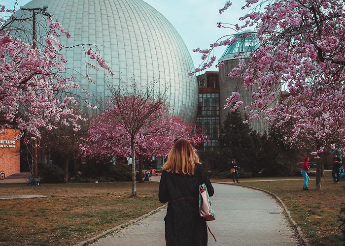 Zeiss-Großplanetarium cherry blossoms in front of the zeiss big planetarium berlin : r/pics photo