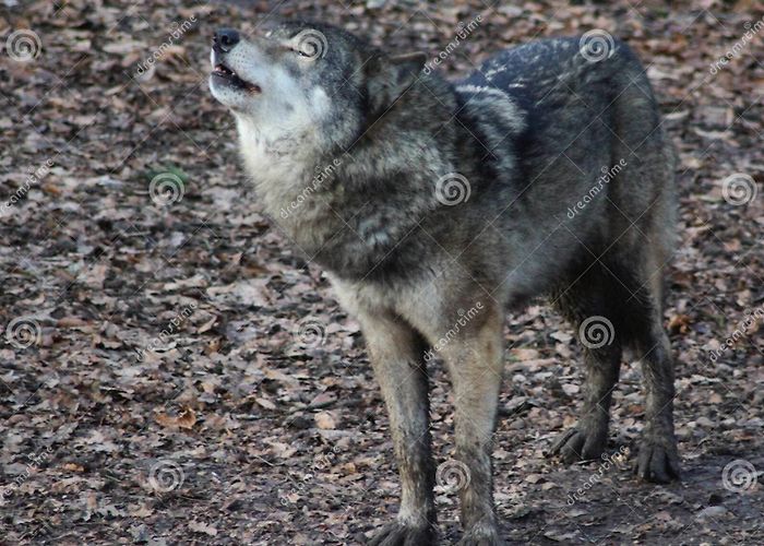 Ouwehand Dierenpark 798 Rhenen Stock Photos - Free & Royalty-Free Stock Photos from ... photo