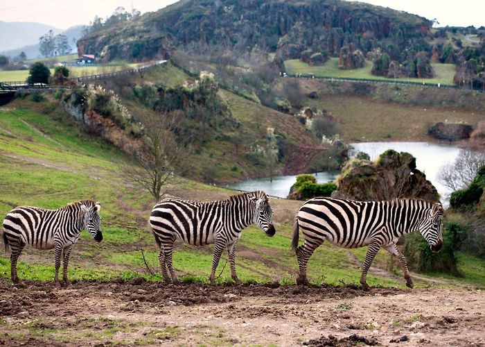 Cabarceno Nature Park Outdoor & Beaches archivos - Page 8 of 8 - VOLARE MAGAZINE | VOLOTEA photo