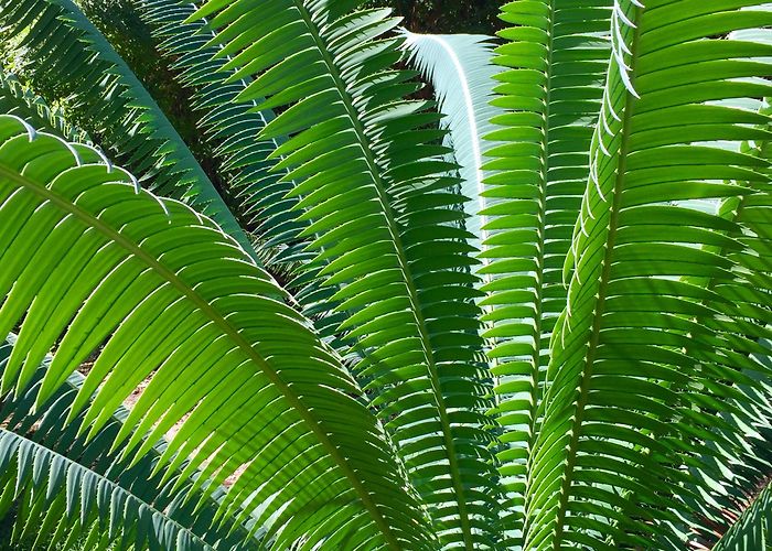 Orto Botanico di Palermo Orto Botanico di Palermo – The Frustrated Gardener photo