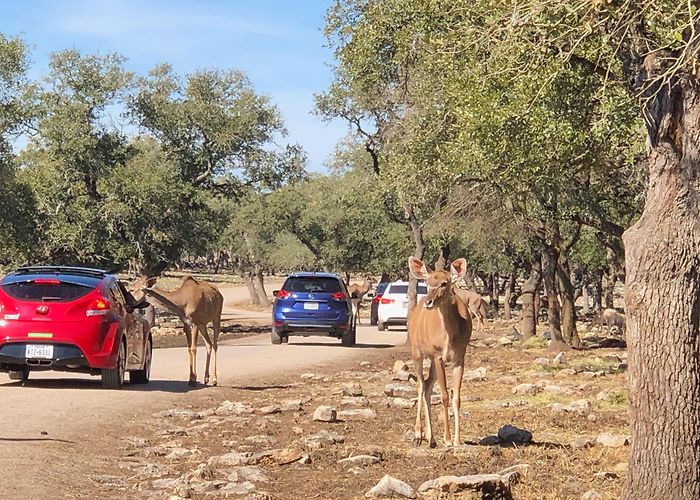 Safari Madrid Natural Bridge Wildlife - Things to Do in San Antonio - Local ... photo