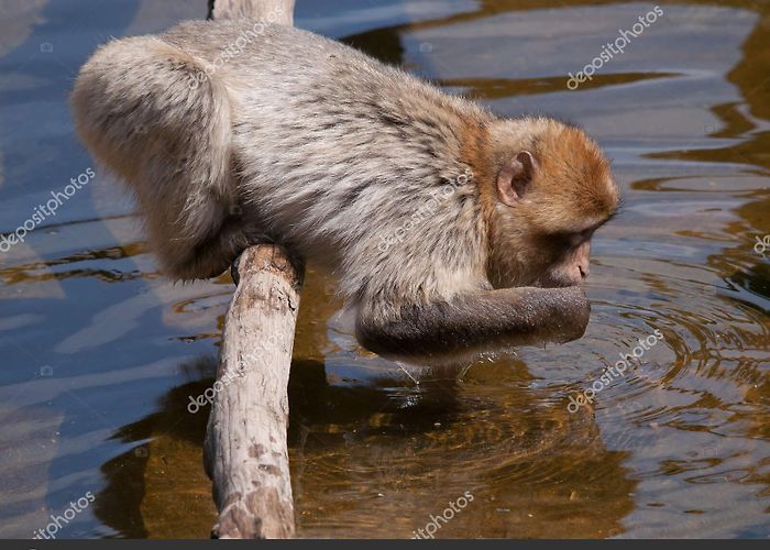 Apenheul Cute Little Monkey Drinking Water Apenheul Primate Park Apeldoorn ... photo