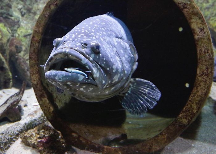 Zee Aquarium Bergen aan Zee Zee Aquarium Bergen aan Zee | Holland Boven Amsterdam photo