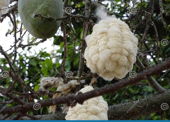 Funchal Toy Museum Kapok Growing on a Tree in Funchal, Madeira Stock Photo - Image of ... photo