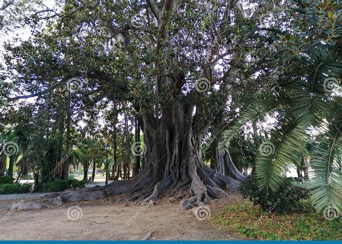 Picasso Garden BOTANY-Ficus Century-old-Picasso Gardens-Malaga Stock Image ... photo