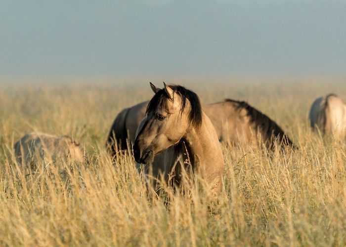 Wicken Fen National Nature Reserve Wicken Fen National Nature Reserve | Cambs | National Trust photo