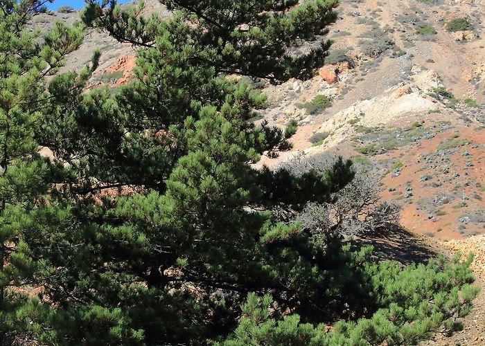 Del Libertador Hill Monterey pine (Pinus radiata) · iNaturalist photo
