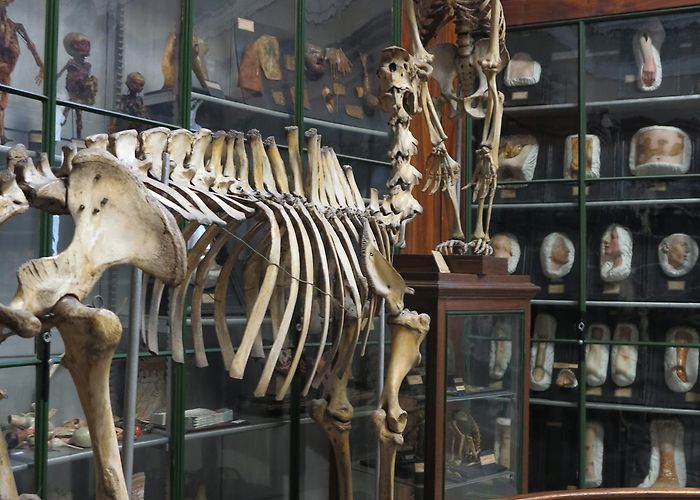 Montpellier Anatomy Museum Museum of Anatomy of the Faculty of Medicine in Montpellier ... photo