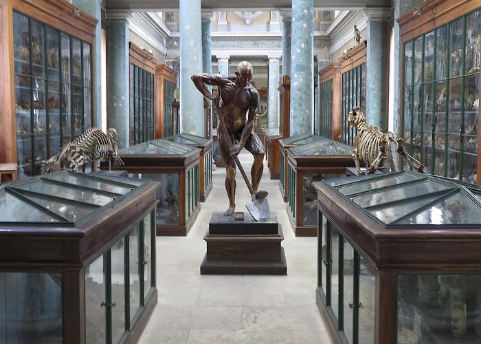 Montpellier Anatomy Museum Museum of Anatomy of the Faculty of Medicine in Montpellier ... photo