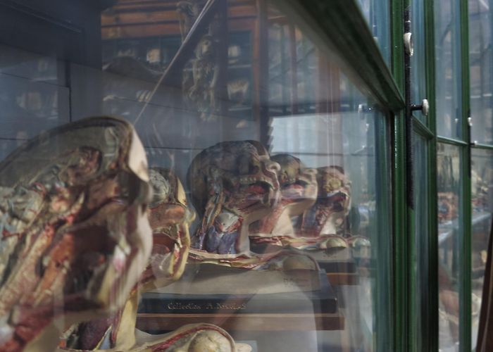 Montpellier Anatomy Museum Museum of Anatomy of the Faculty of Medicine in Montpellier ... photo