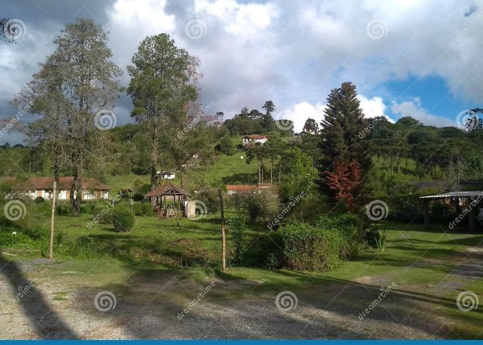 Tree Square 251 Brazil Monte Verde Stock Photos - Free & Royalty-Free Stock ... photo
