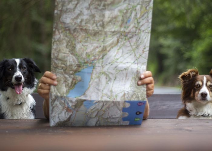 Albi de Mez - Cima Paganella On holiday with your dog in Dolomiti Paganella? No problem! photo