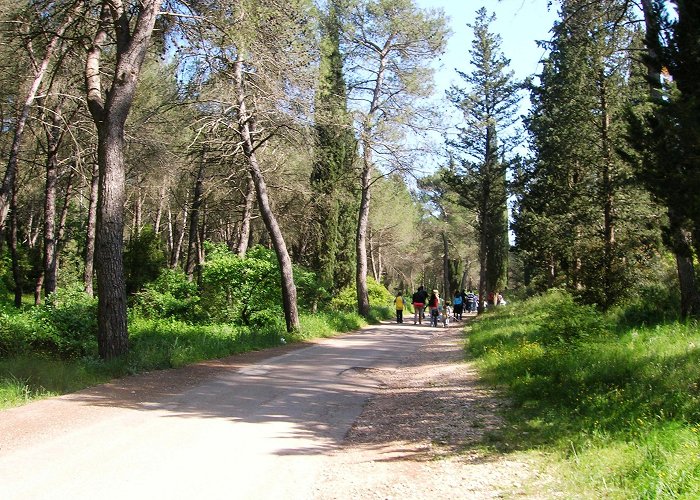 Foresta di Mercadante Forest of Mercadante - Masseria Servedio photo