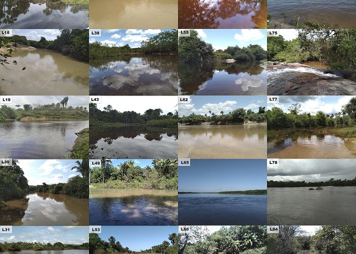 IBGE - Brazilian Institute of Geography and Statistics Checklist of the fish fauna of the Munim River Basin, Maranhão ... photo