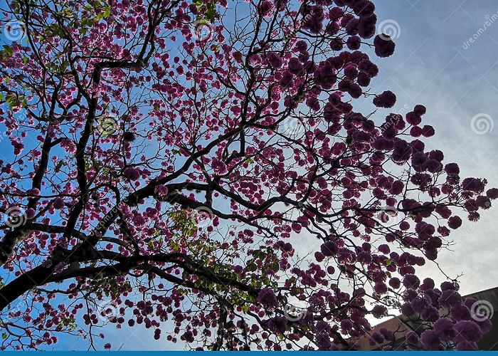 Pampulha Lagoon An Ipe Tree Full of Flowers in the Middle of the Pampulha Lagoon ... photo