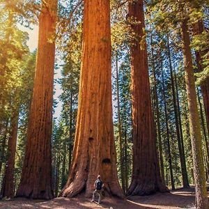 Вілла The Sequoia Hut! Трі-Риверс Exterior photo