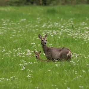 Апартаменти Het Appense Veld Klarenbeek Exterior photo