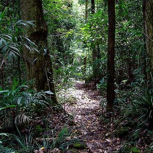 Вілла Springbrook Lyrebird Retreat Exterior photo