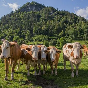 Farm Holidays Povsin Блед Exterior photo