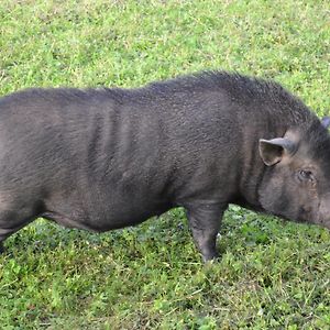 Готель Le Paradis Des Animaux Coublevie Exterior photo